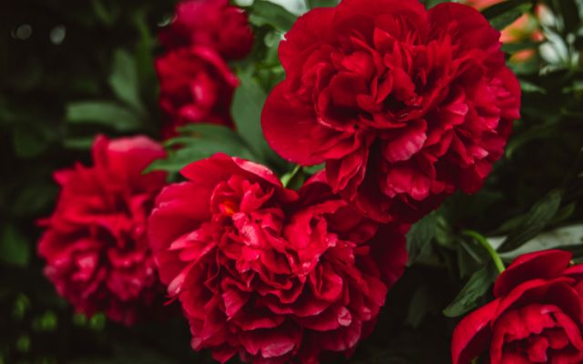 Clavel como flor funebre