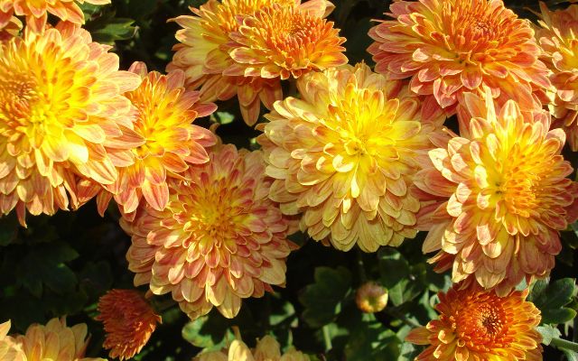 Crisantemo como flor funebre