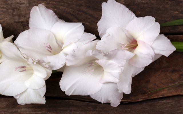 Gladiolo como flor funebre