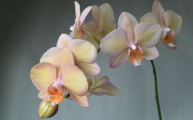 Orquídea como flor funebre
