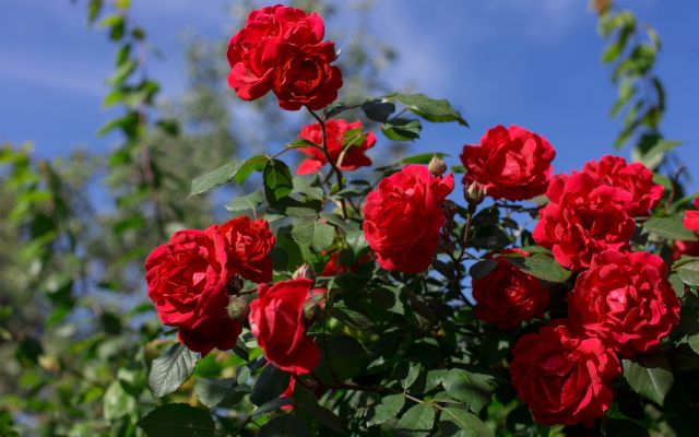 Rosas como flor funebre